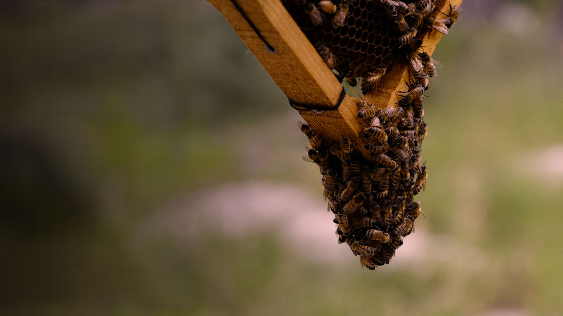 Harvested by Bees, Reserved for You